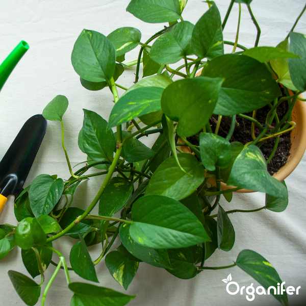 Pothos Flüssigdünger 2x1L – 2-1-8 NPK – Flüssig-Pflanzendünger für Pothos – Fördert stabile Wurzeln & gleichmäßige Blattentwicklung – Organifer