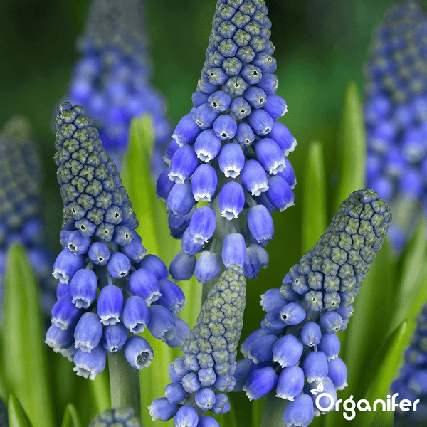 100 Muscari Armeniacum Zwiebeln (XXL-Zwiebelgröße 9/10 cm) - Organifer