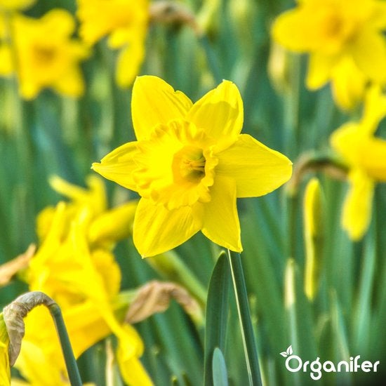 Gelbe Narzissenblüte im Garten