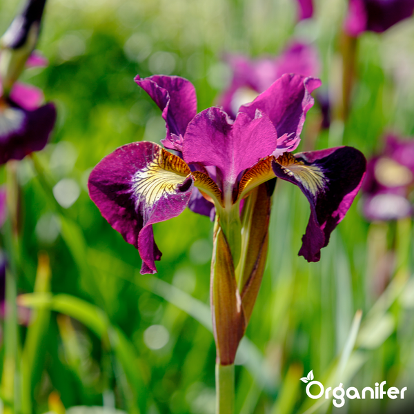 Lila Sibirische Schwertlilie im Garten. Organifer Logo.