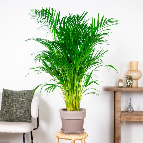 Bloomique - Dypsis Lutescens - Goldfruchtpalme - Areca Palme - Zimmerpflanzen Groß - Pflegeleicht - Haustierfreundlich - Höhe 100-120 cm - Topf 21 cm