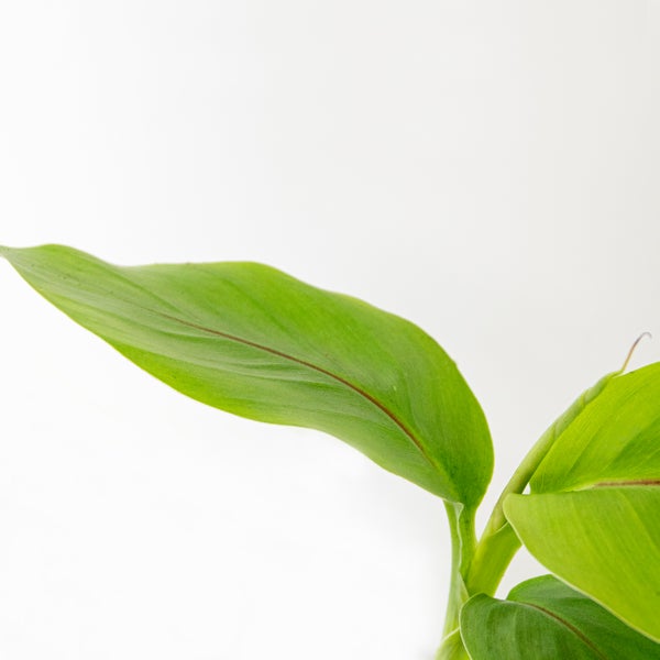 Bloomique - 3er-Set - Musa Basjoo - Bananenpflanze - Gartenbanane - Gartenpflanzen - Winterhart - 20-30 cm Hoch - Topf 10,5 cm