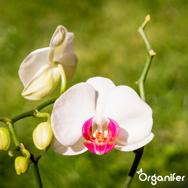 Nahaufnahme von gelben Begonien mit dem Organifer Logo.