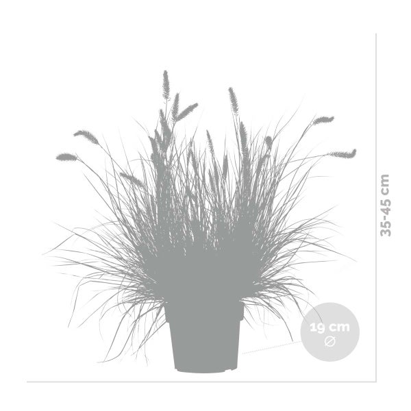 Pennisetum 'Hameln' - Ziergras - Pflegeleicht - ⌀ 19 cm - ↕35-45 cm