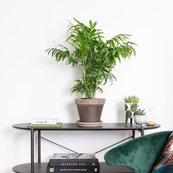 Bloomique - Chamaedorea Elegans - Bergpalme - Zimmerpflanzen - Luftreinigend - Tierfreundlich - Pflegeleicht - 60-80 cm Hoch - Topf 18 cm