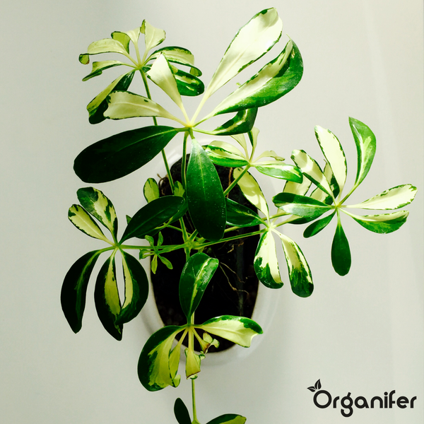 Schefflera mit grün-weiß panaschierten Blättern in weißem Topf, Draufsicht. Organifer Logo.