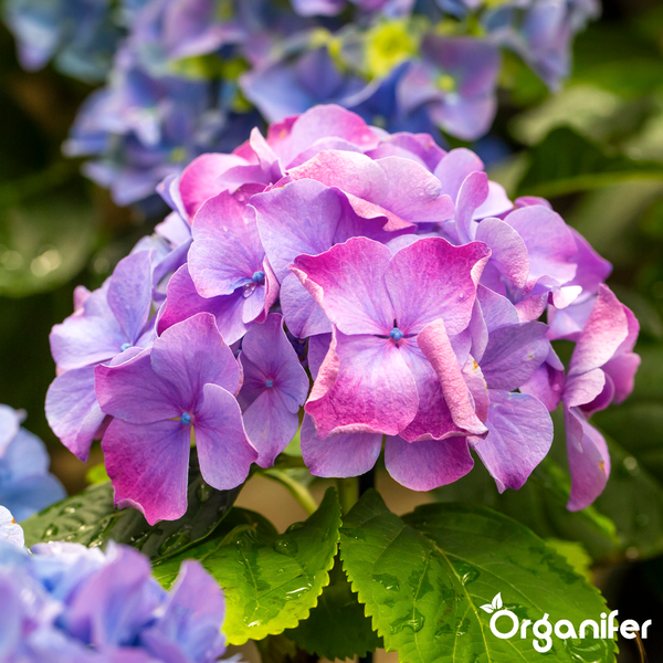 Blühende Hortensie mit rosa und violetten Blütenblättern und grünen Blättern mit Wassertropfen. Organifer Logo.