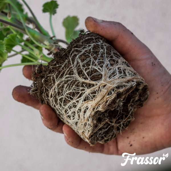 Hand hält einen Wurzelballen mit weißen Wurzeln und Erde, Frassor Logo.