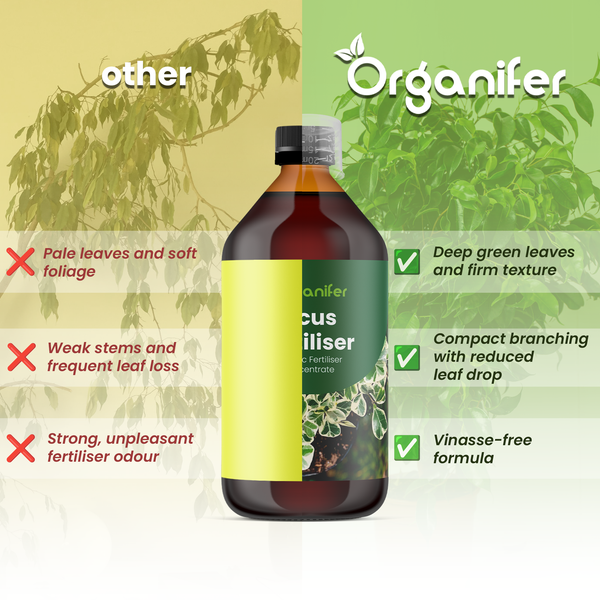 Organifer Logo auf Flasche mit Ficus Dünger. Vergleich zeigt Vorteile: feste Blätter, kompakte Verzweigung und vinassefreie Formel.