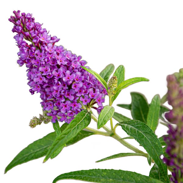 Bloomique - Buddleja Butterfly Little Purple - Schmetterlingsflieder - Gartenpflanzen - Winterhart - 30-40 cm Hoch - Topf 19 cm