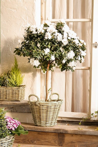 Dekoleidenschaft Pflanzkorb Rustikal Ø 35x25 cm groß, aus Rattan, rund, grau, Blumentopf, Pflanzkübel, Pflanztopf für Draußen, Blumenkübel