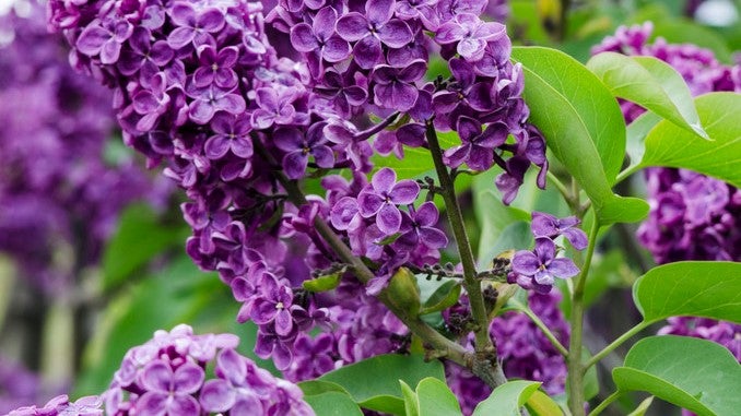 Bloomique - 2er Set - Syringa Bloomerang Dark Purple - Flieder - Lila blühend - Gartenpflanzen - Winterhart - 40-50 cm Hoch - Topf 19 cm