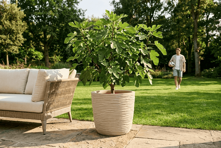 Ein Feigenbaum in einem runden strukturierten Pflanzkübel steht auf einer Steinterrasse neben einem Loungesofa in einem sonnigen Garten.
