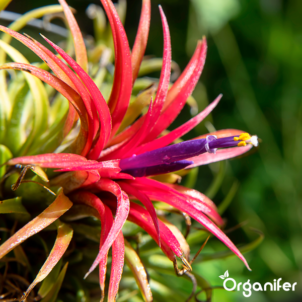 Blühende Tillandsia Luftpflanze mit violetten Blüten und rötlichen Blättern auf einem Ast. Organifer Logo.