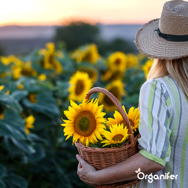 Sonnenblumen-Saatgutpaket - 10 Arten - Organifer