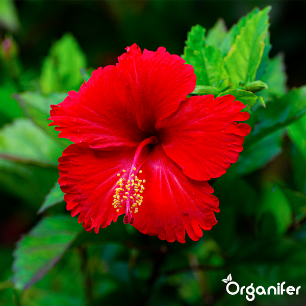 Rote Hibiskusblüte mit grünen Blättern und Organifer Logo.