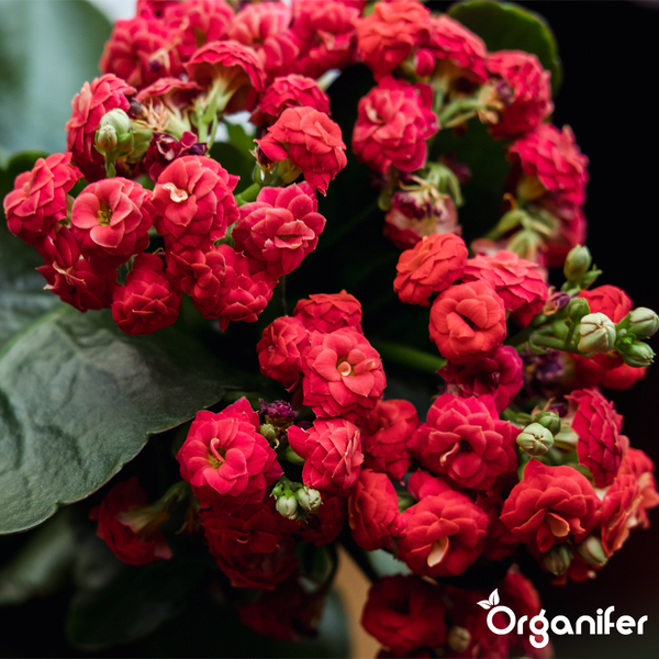 Kalanchoe mit roten Blüten und grünen Blättern, Organifer Logo.