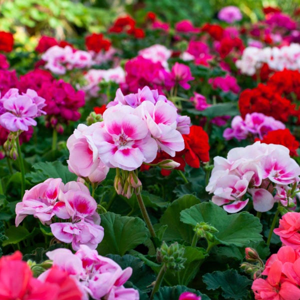 Bloomique - 6er-Mix - Pelargonium Zonale - Stehende Geranien - Geranienpflanzen - Gartenpflanzen - 15-20 cm Hoch - Topf 10,5 cm