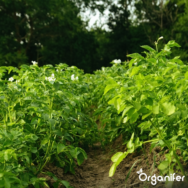 Fernbedienung zur Steuerung von Beleuchtung mit Dimmfunktion, Farbauswahl und Lichteffekten