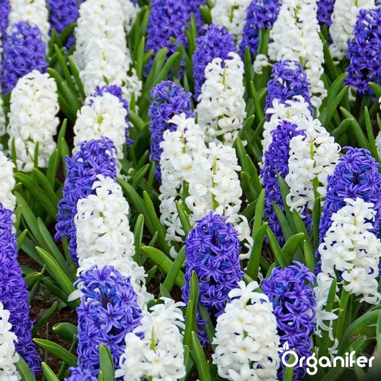 Feld mit blühenden Hyazinthen