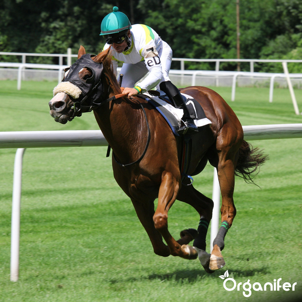 Ein Pferd und ein Jockey nehmen an einem Pferderennen teil.