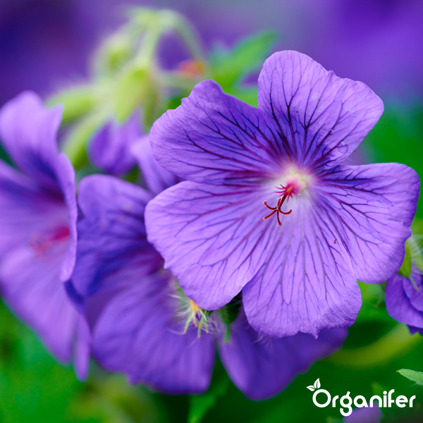Nahaufnahme einer violetten Storchschnabelblüte mit dunklen Adern, Organifer Logo.