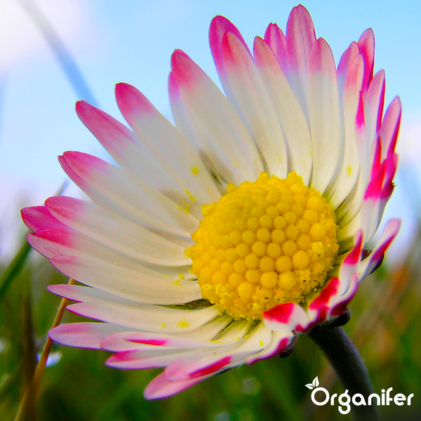 Nahaufnahme blühender Margeriten mit weißen Blütenblättern und gelber Mitte sowie Organifer Logo.