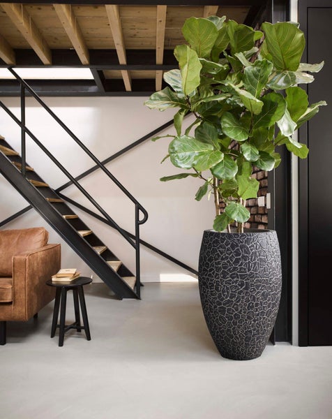 Große Geigenfeige in einem hohen, strukturierten Pflanzgefäß in einem hellen Raum mit Metalltreppe und Ledersofa.