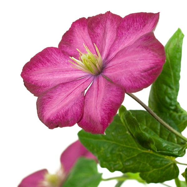Bloomique – 2er-Set – Clematis Ville de Lyon – Waldrebe – Dunkelrosa – Kletterpflanzen – Gartenpflanzen – Winterhart – Topf 15 cm – 70–80 cm hoch