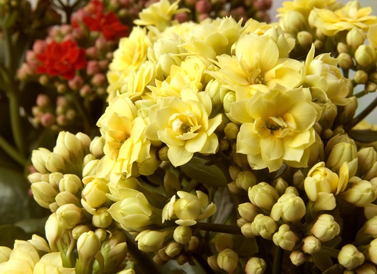 Treppenkantenprofil aus Aluminium mit zwei gelben Anti-Rutsch-Gummieinlagen.