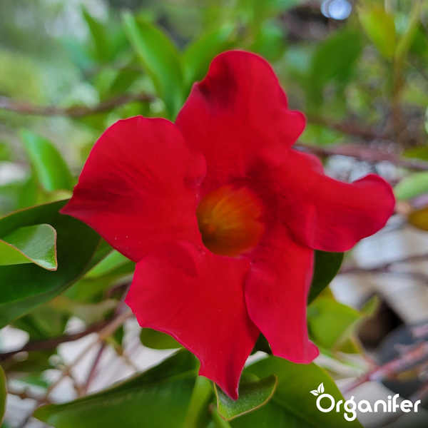 Rote Mandevilla Dipladenia mit grünen Blättern. Organifer Logo.