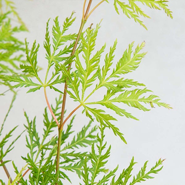 Acer palmatum 'Emerald Lace' – Japanischer Ahorn – Strauch – Winterheart – ⌀19 cm – ↕60-70 cm
