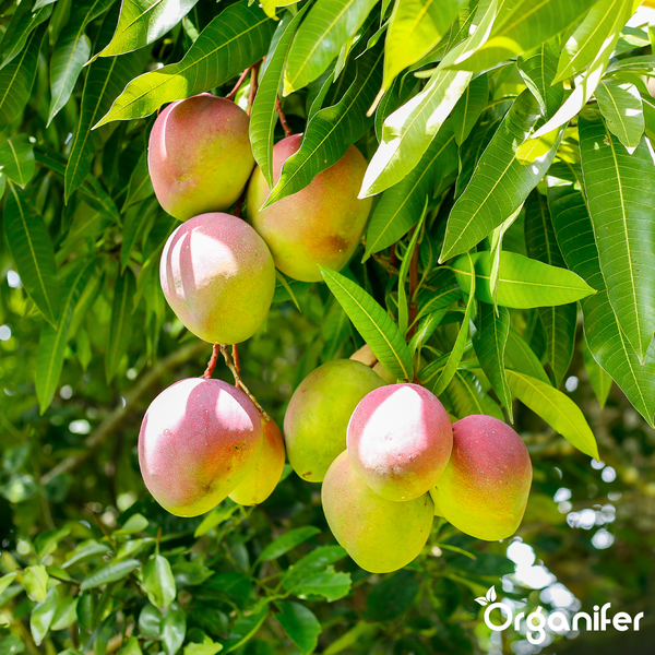 Mehrere Mangos hängen an einem Ast mit Blättern im hellen Licht. Organifer Logo.