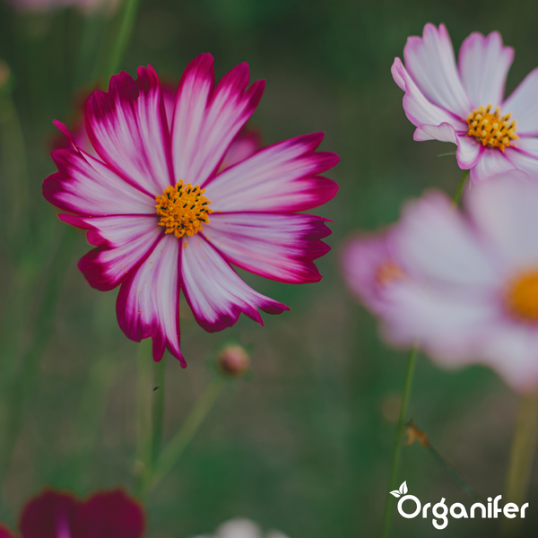 Nahaufnahme einer Schmuckkörbchen-Blüte mit Organifer Logo.