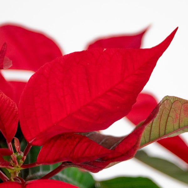 Bunte Houttuynia Cordata Chamaeleon Wasserpflanze im Topf