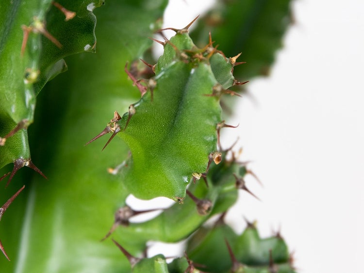 Cowboykaktus - Euphorbia Acruensis - ⌀17 cm - ↕60-70 cm