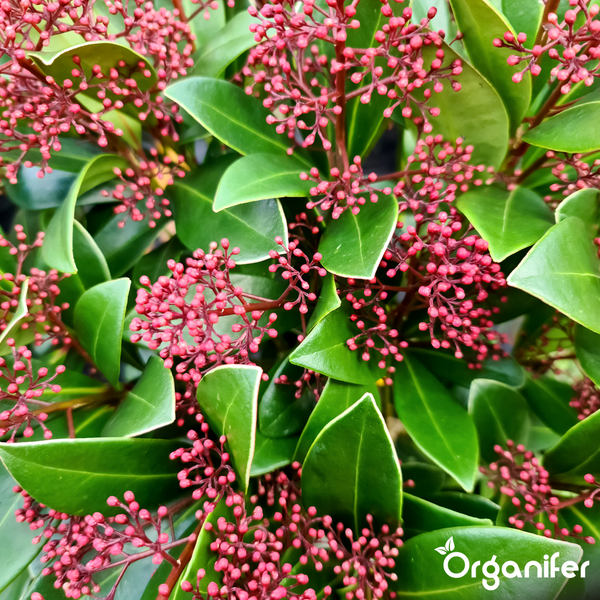 Skimmia japonica Pflanze mit grünen Blättern und roten Blütenknospen. Organifer Logo.