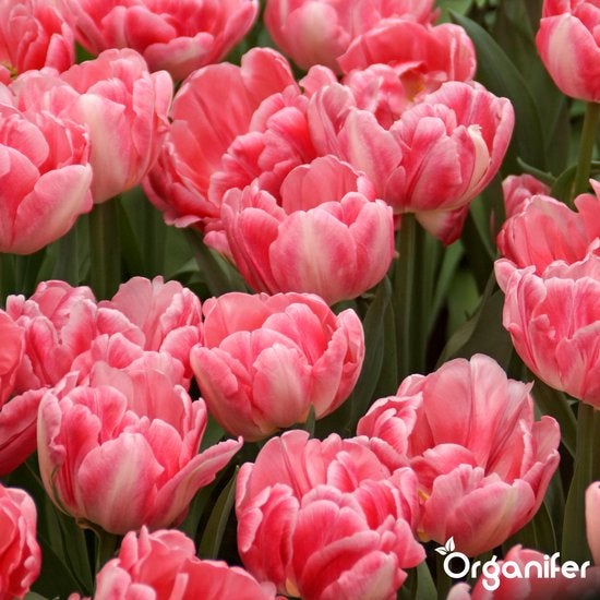 Nahaufnahme von rosa Tulpenblüten