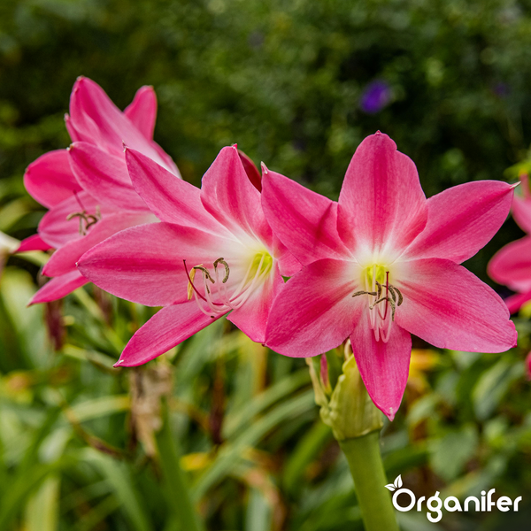 Blühende Amaryllis belladonna mit mehreren rosa Blüten auf einem grünen Stiel, Organifer Logo.