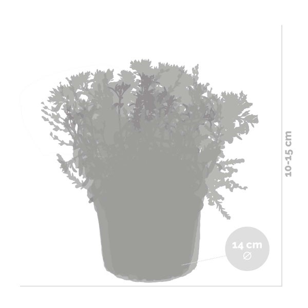 Bloomique - 6er-Mix - Steingartenpflanzen-Mix - Felsenpflanzen - Gartenpflanzen - Winterhart - 15-25 cm Hoch - Topf 14 cm
