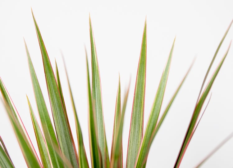 Dracaena 'Bicolor' - Drachenbaum - Pflegeleicht - ⌀12 - ↕35 cm