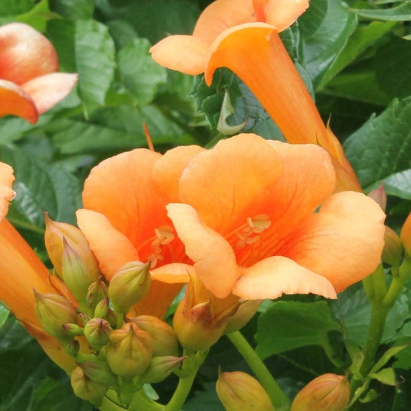 2x Campsis Indian Summer - Schlingpflanze - Trompetenkletterpflanze - Winterheart -⌀15 cm -↕55-65 cm