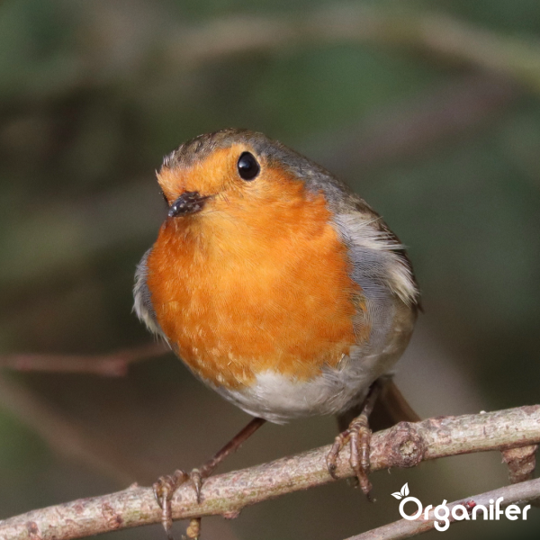 Rotkehlchen auf einem Ast