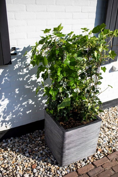 Efeu Hedera helix in einem quadratischen, grauen Pflanzkübel mit Rillenstruktur und Rankgitter vor einer weißen Ziegelwand.