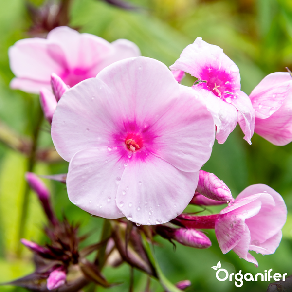 Organifer Phlox-Dünger, 10 Liter Kanister organisches Konzentrat für circa 10000 Quadratmeter.