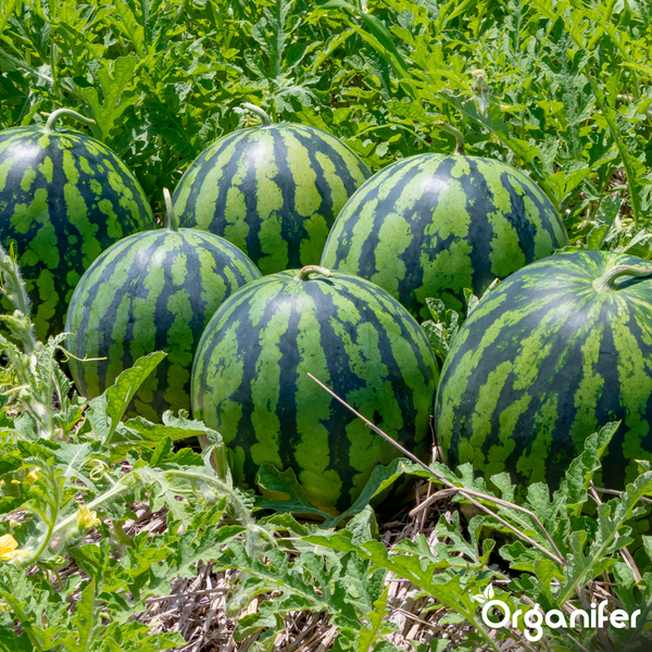 Mehrere große, gestreifte Wassermelonen auf einem Feld zwischen grünen Blättern. Organifer Logo.