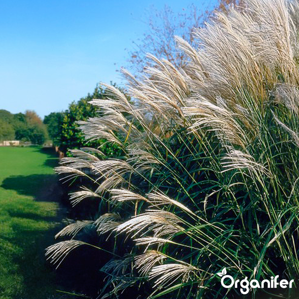 Großes Chinaschilf Miscanthus sinensis mit feinen Blütenrispen in einem Garten auf einer Rasenfläche. Organifer Logo.
