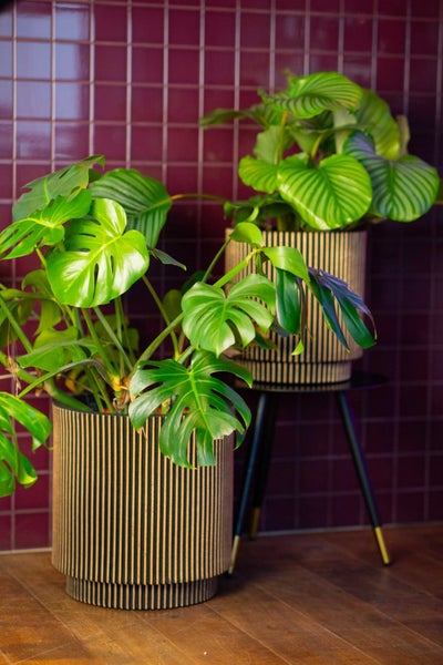 Zimmerpflanzen Monstera und Calathea in Übertöpfen mit Holzlamellen auf einem Pflanzenständer und dem Boden vor einer Fliesenwand.