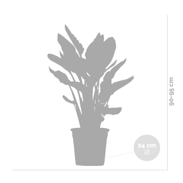 Bloomique - Strelitzia Reginae - Paradiesvogelpflanze - Paradiesvogelblume - Zimmerpflanzen Groß - Luftreinigend - Pflegeleicht - Höhe 80-100 cm - Topf 24 cm