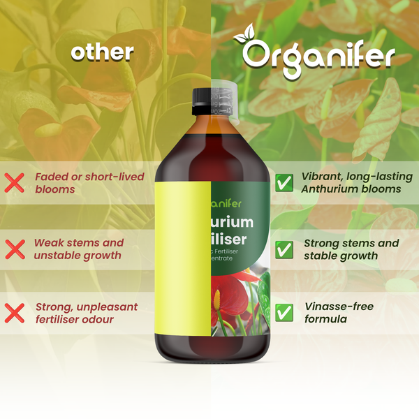 Organifer Anthurium-Dünger Konzentrat mit Vorteilen: kräftige Blüten, stabile Stiele und vinassefreie Rezeptur. Organifer Logo.